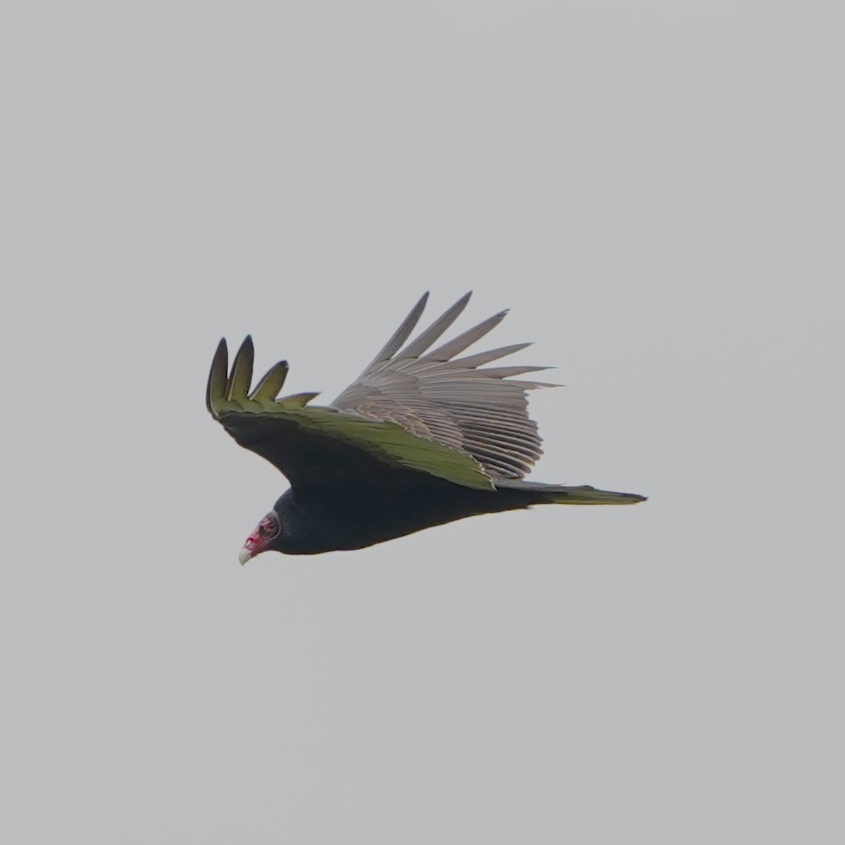 Turkey Vulture - mang mike