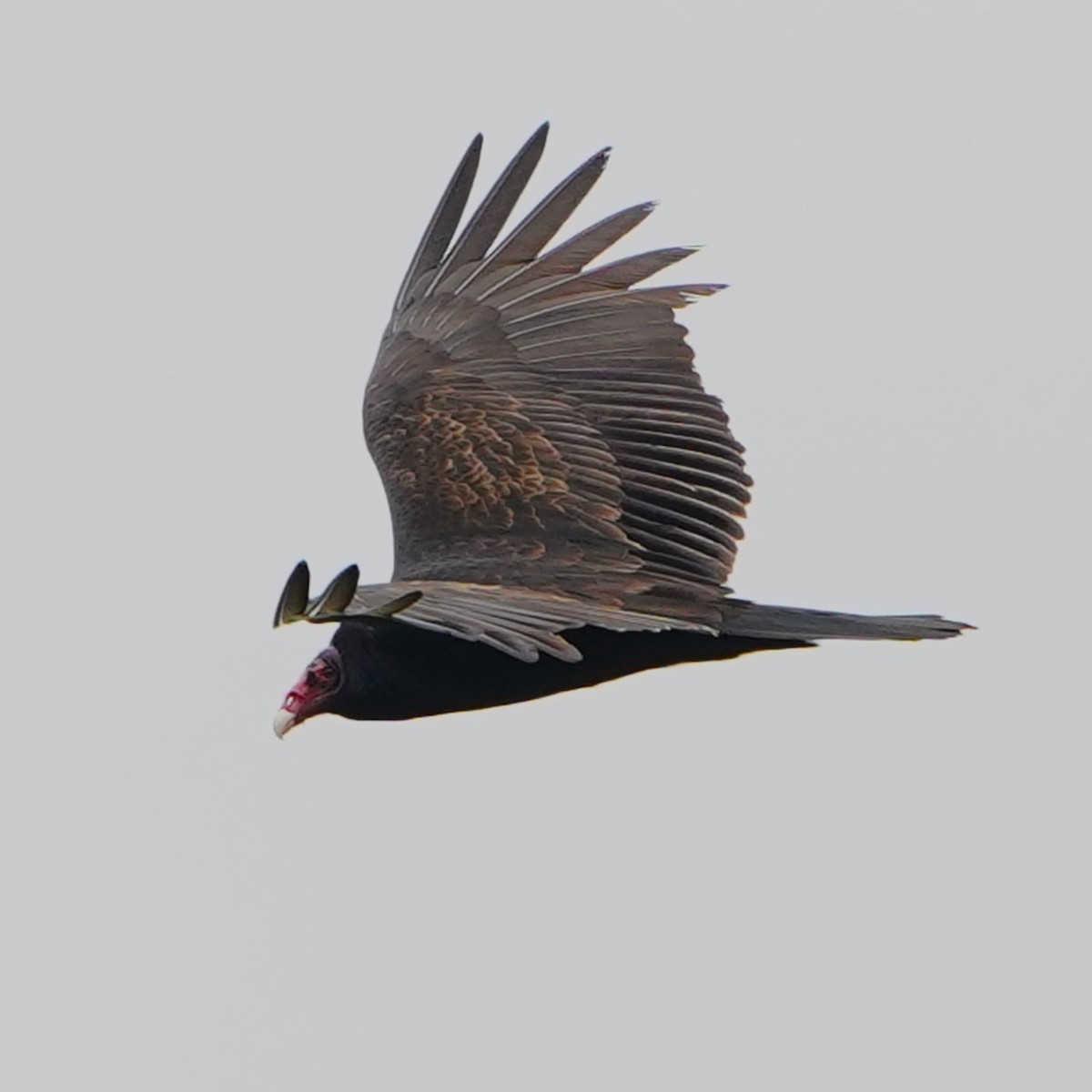 Turkey Vulture - ML616356526