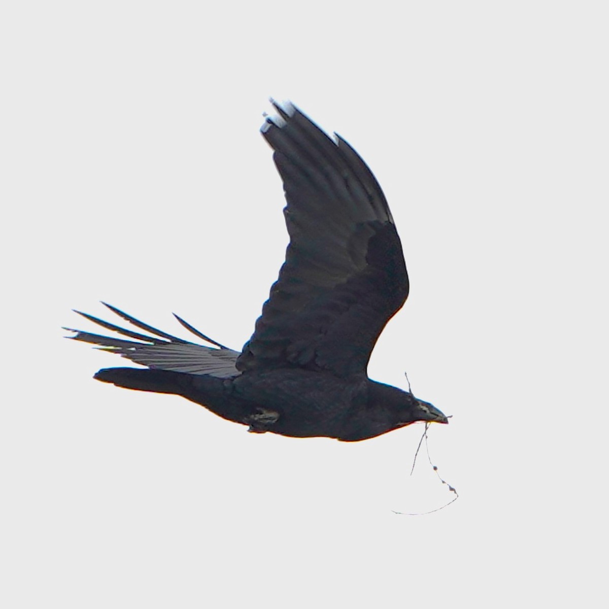 American Crow - ML616356553