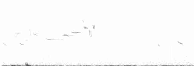 Alouette hausse-col (atlas) - ML616356611
