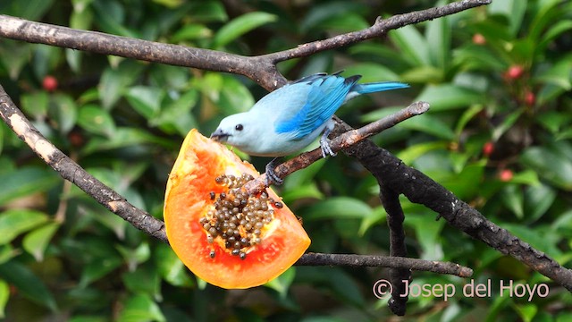 Blue-gray Tanager - ML616356679