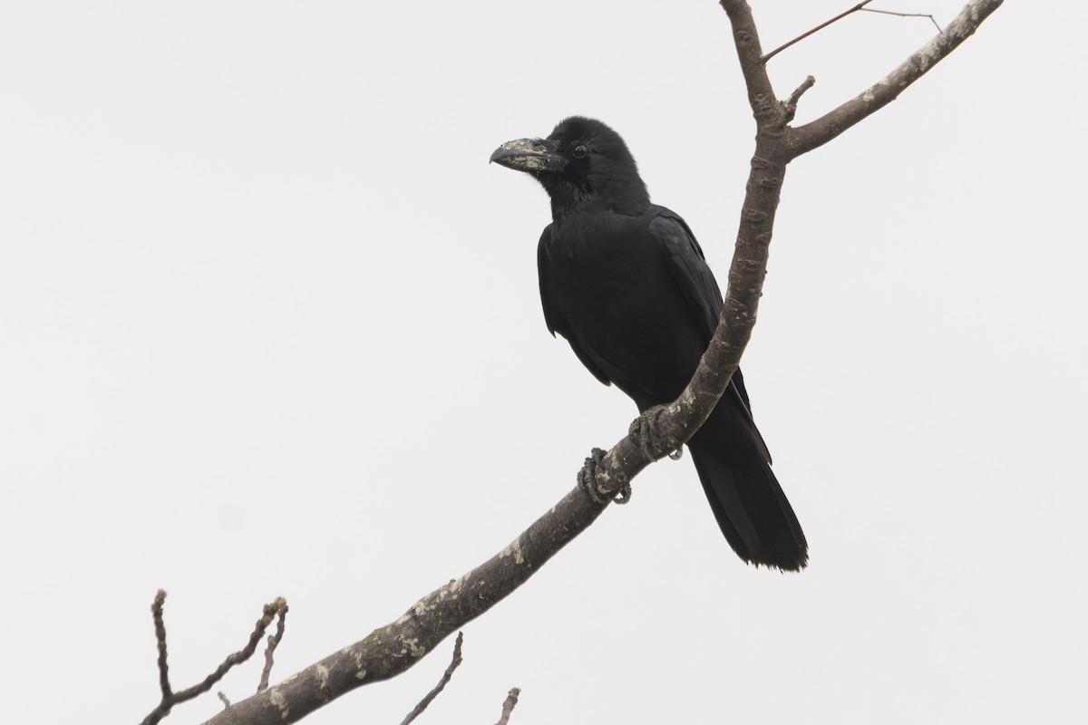 Large-billed Crow - ML616356681