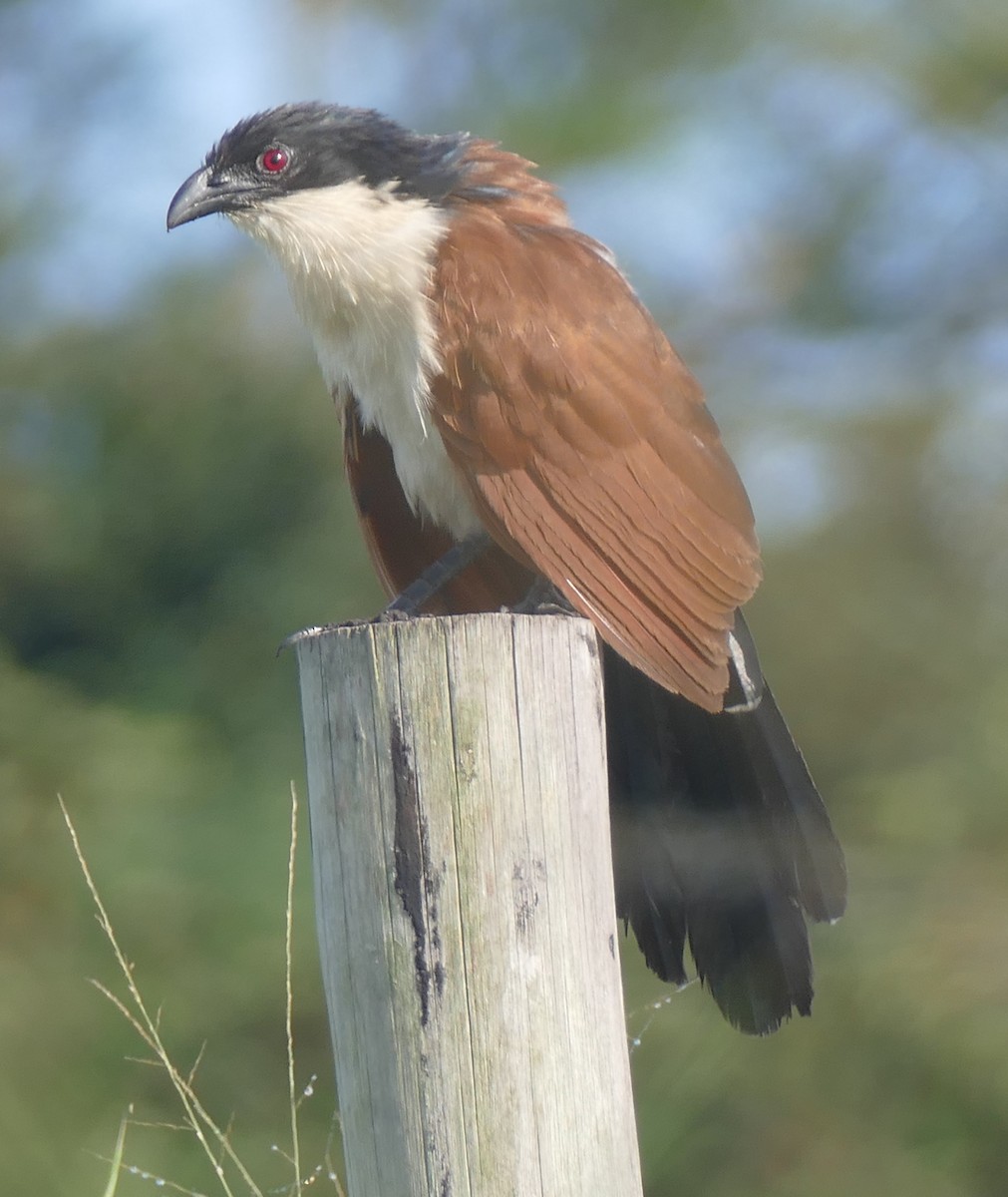 White-browed Coucal - ML616356695
