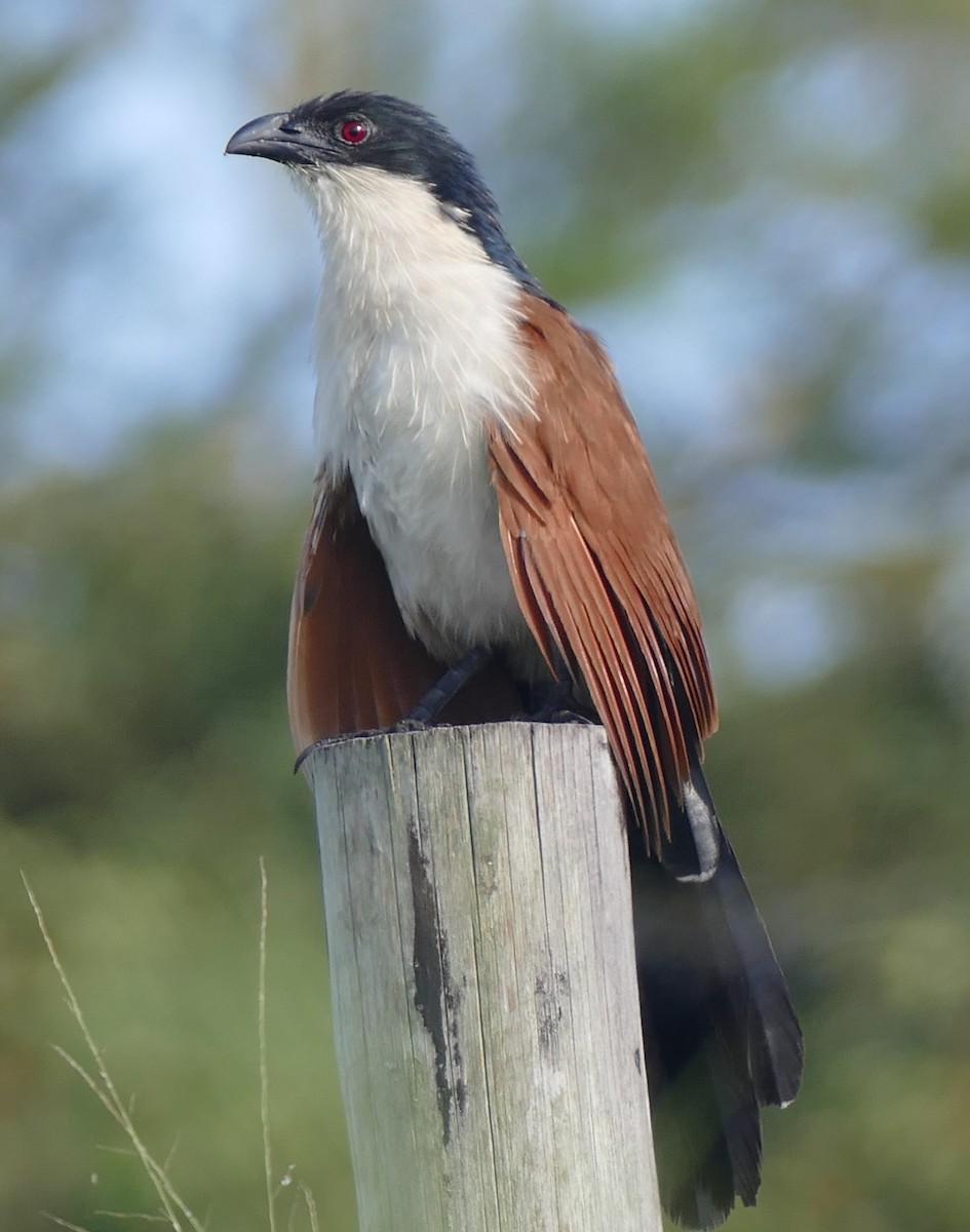 White-browed Coucal - ML616356702