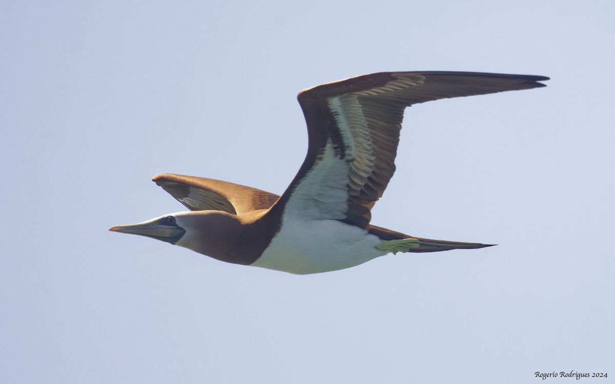 Brown Booby - ML616356867