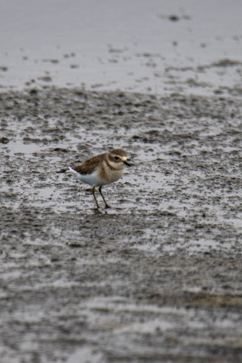 Double-banded Plover - Andy&Meg Crawford