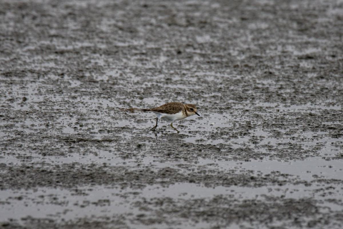 Double-banded Plover - ML616356875