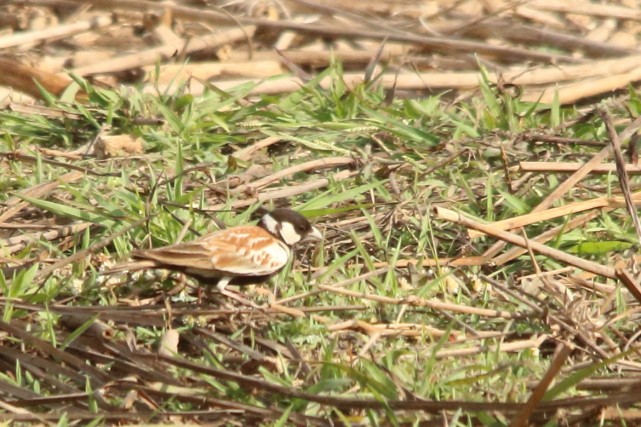 Chestnut-backed Sparrow-Lark - ML616356968