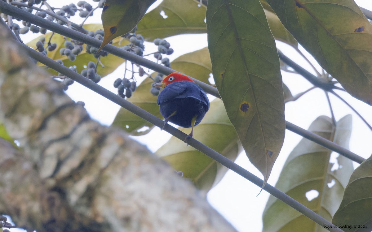 Red-capped Manakin - ML616356985