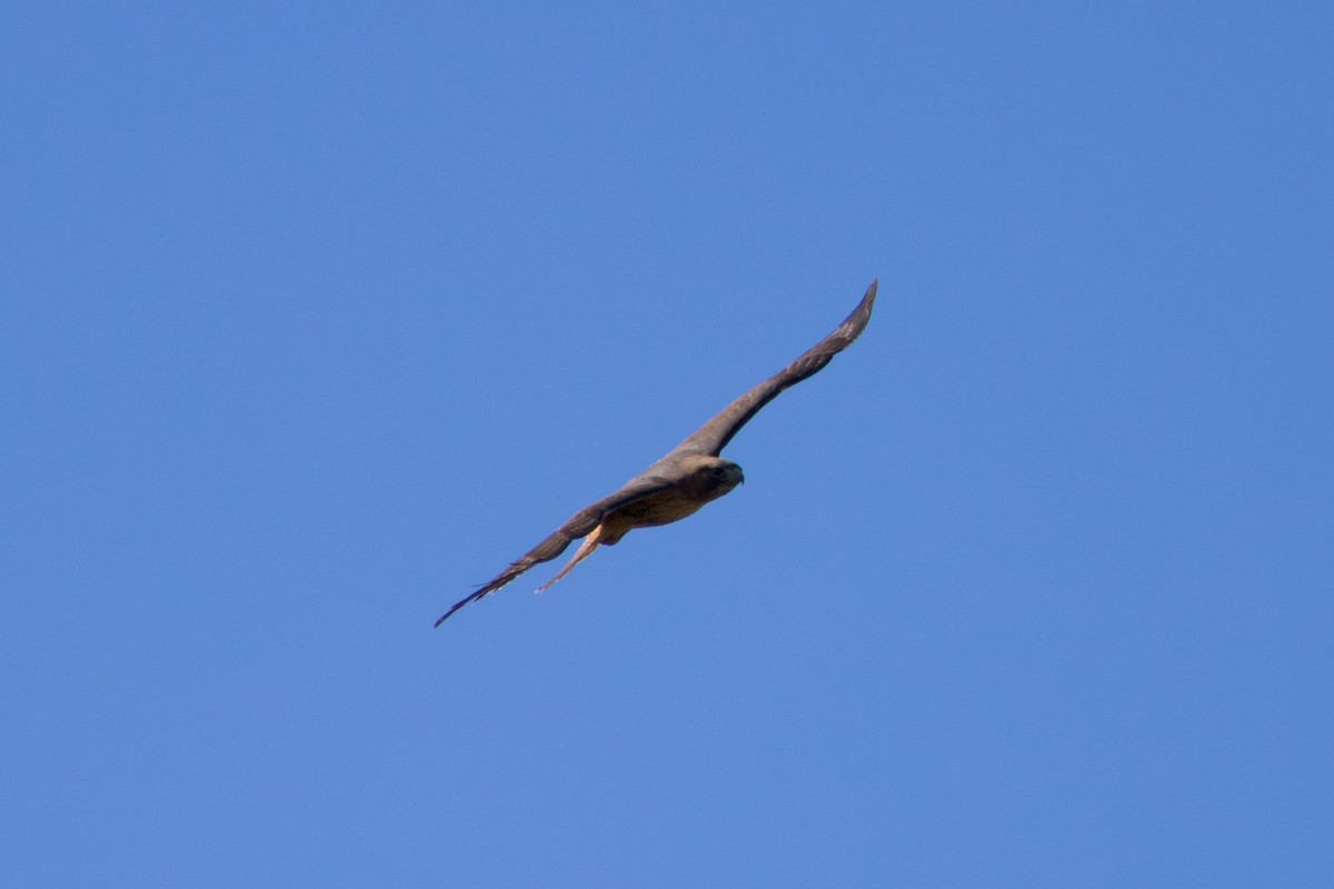 Red-tailed Hawk (calurus/alascensis) - ML616357035