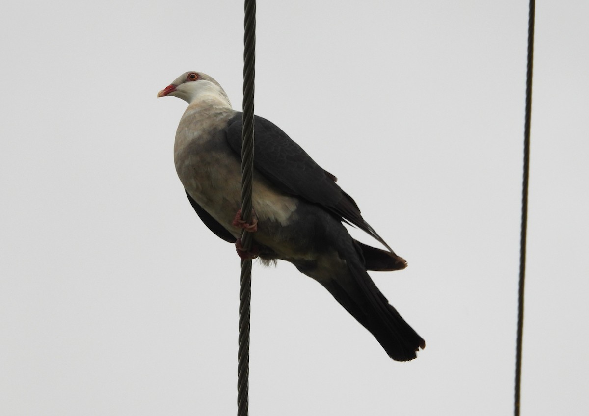 White-headed Pigeon - ML616357076