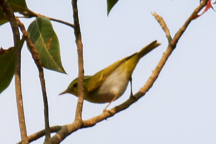 Yellow-vented Warbler - Amarendra Konda