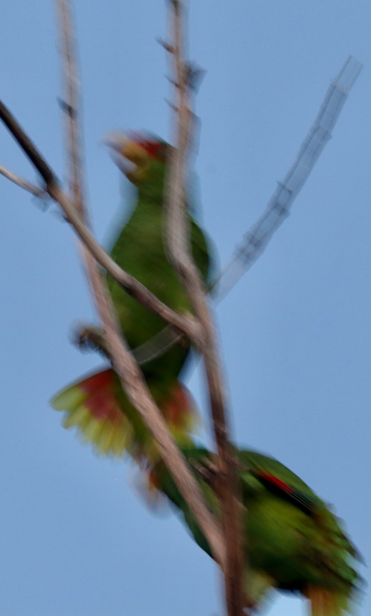 White-fronted Parrot - ML616357272
