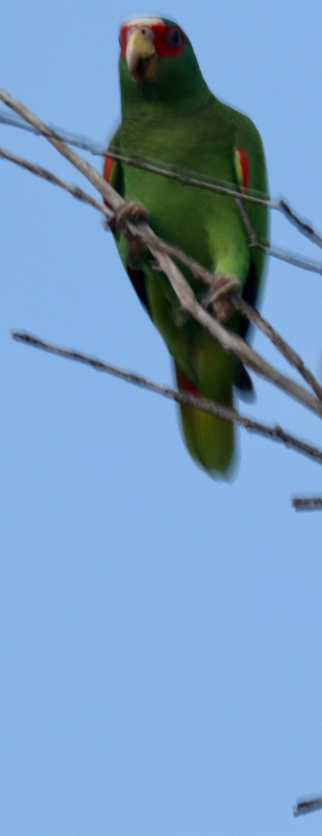 White-fronted Parrot - ML616357275