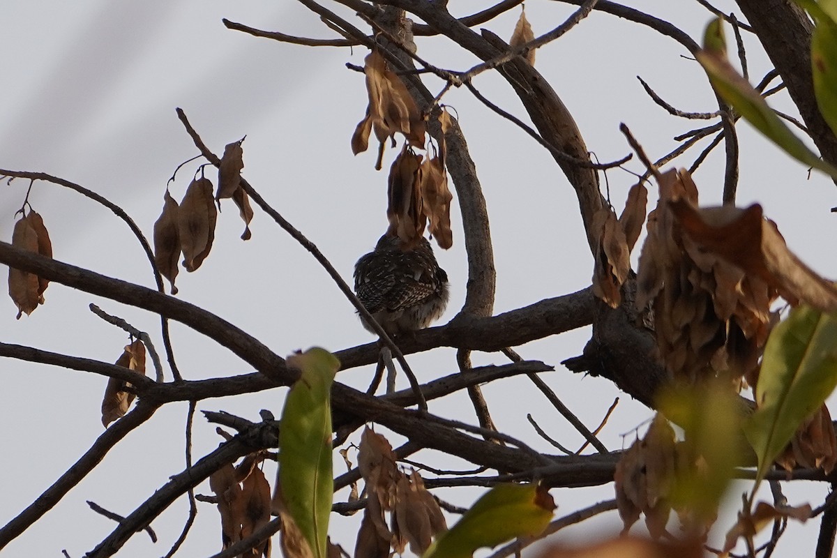 Pearl-spotted Owlet - ML616357309