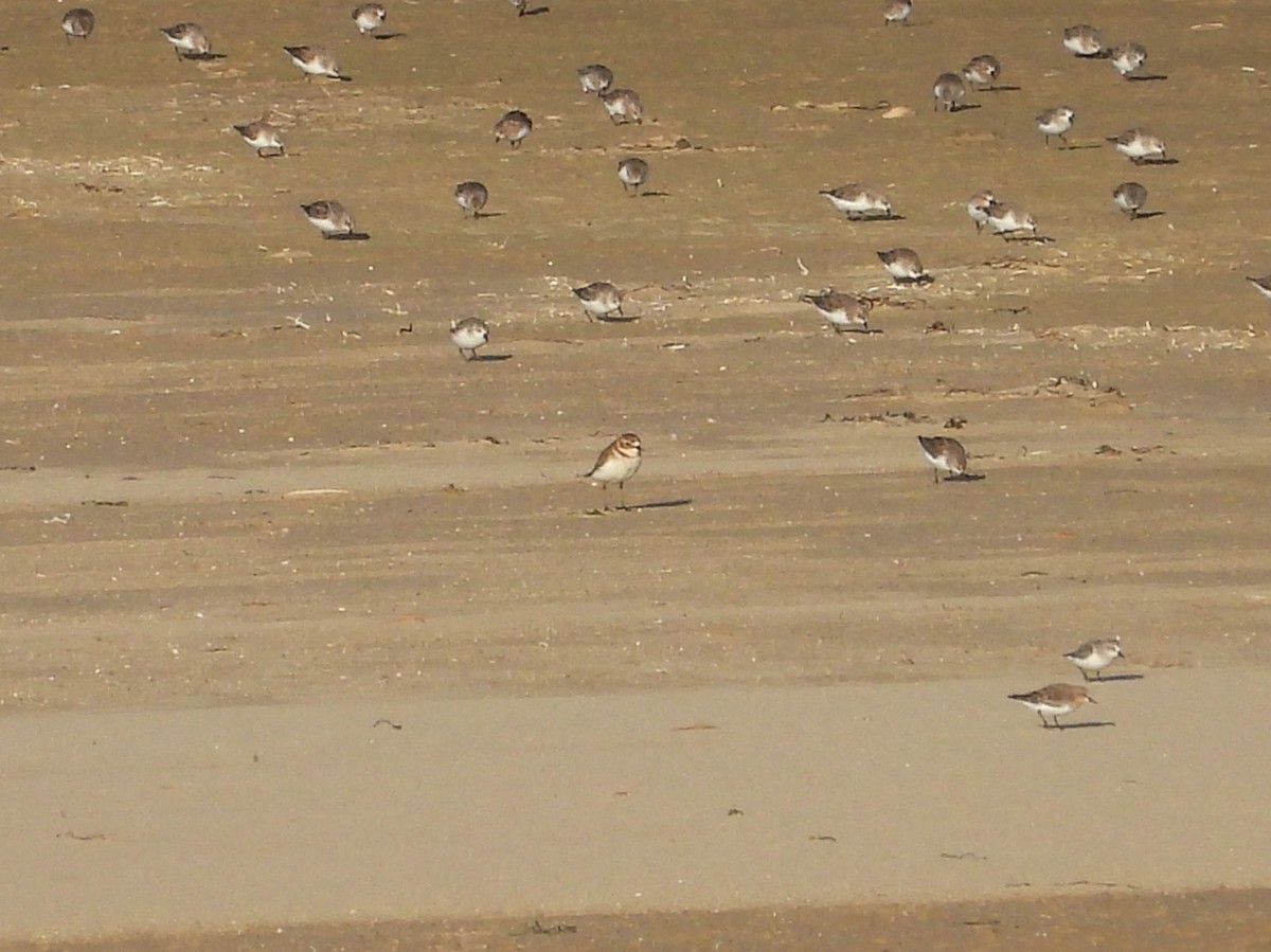 Double-banded Plover - ML616357331