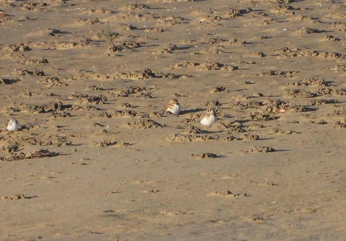 Double-banded Plover - ML616357332