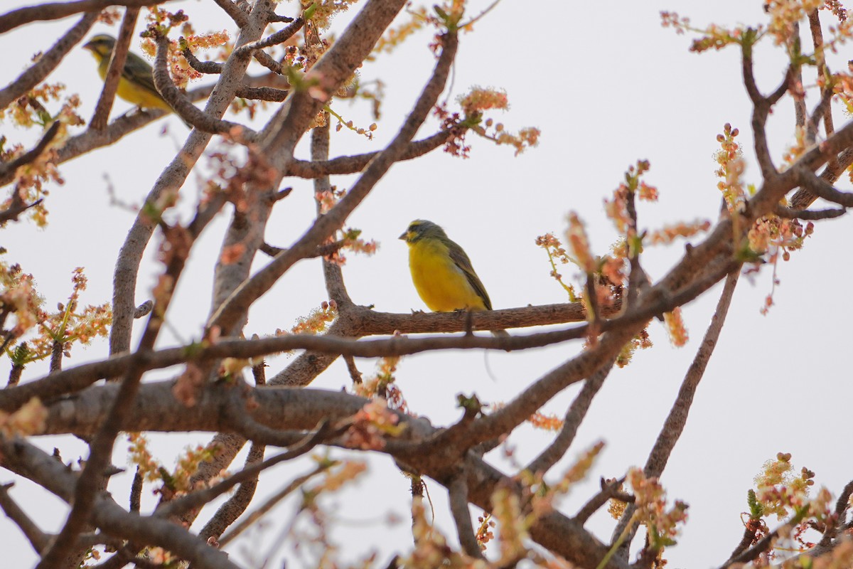 Yellow-fronted Canary - ML616357378