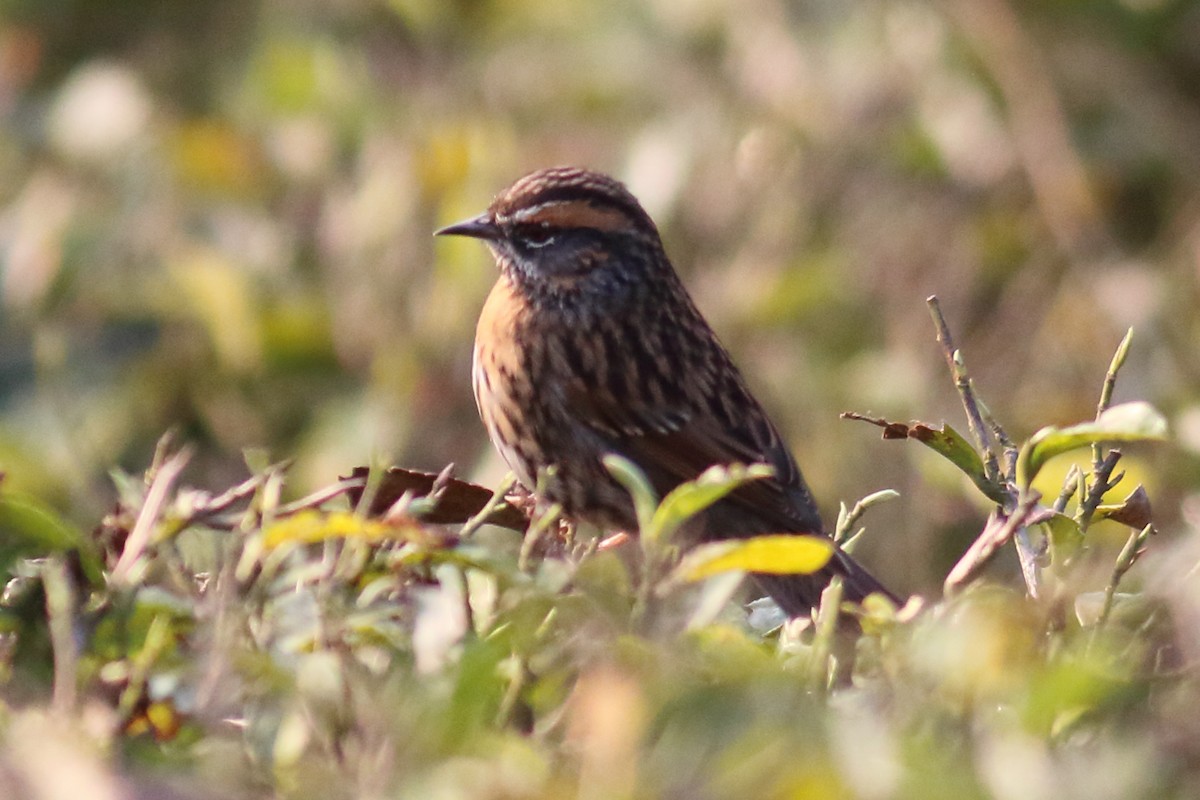 Rufous-breasted Accentor - ML616357574