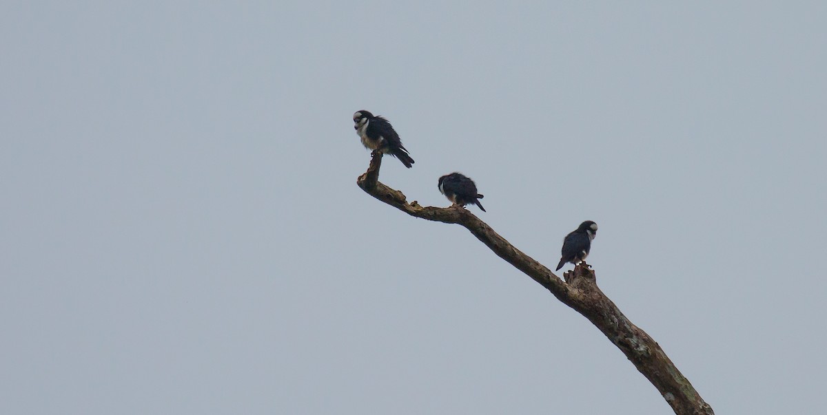 White-fronted Falconet - ML616357584