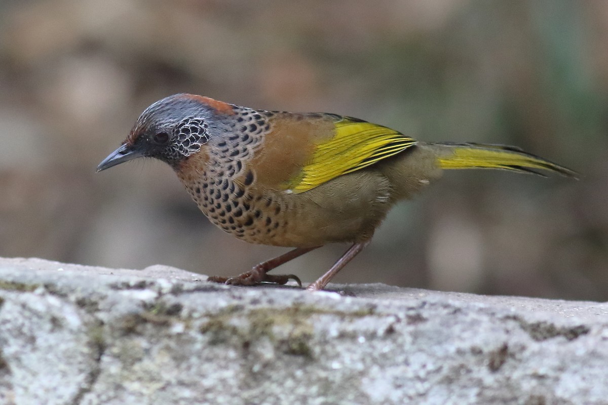 Chestnut-crowned Laughingthrush - ML616357678