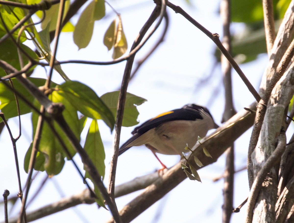 White-browed Shrike-Babbler (Dalat) - ML616357711