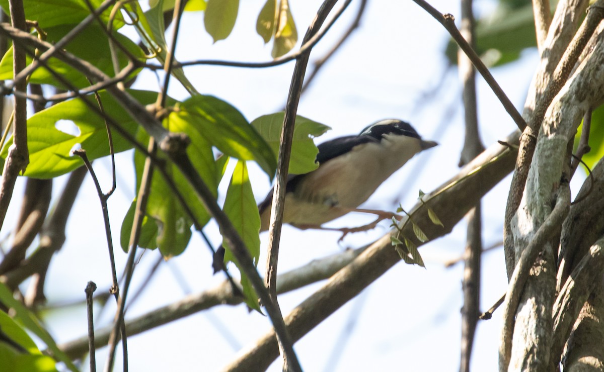 White-browed Shrike-Babbler (Dalat) - ML616357712