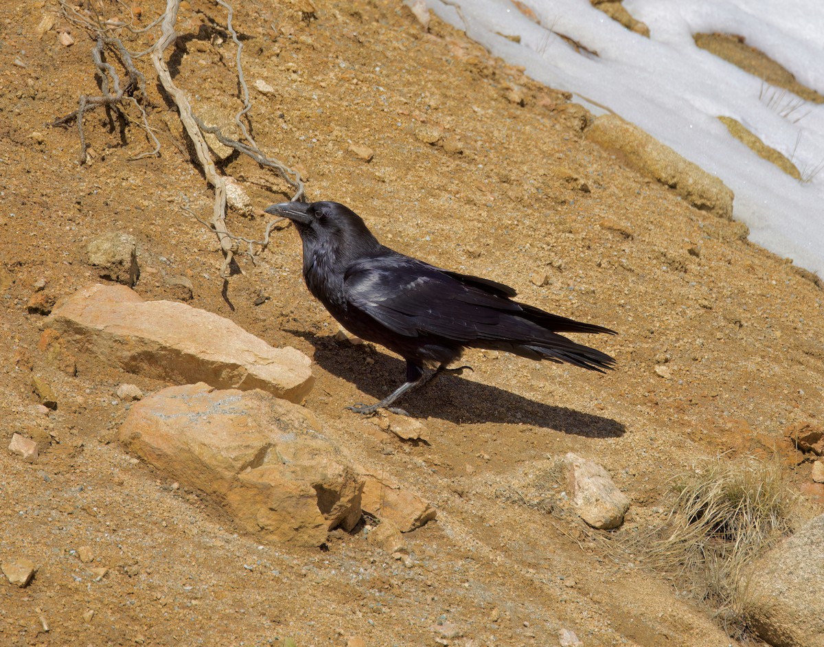 Common Raven - Matt Yawney