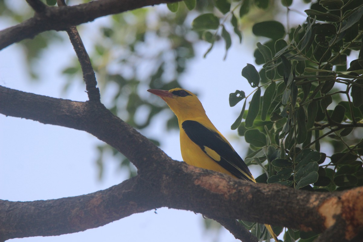 Indian Golden Oriole - ML616357818