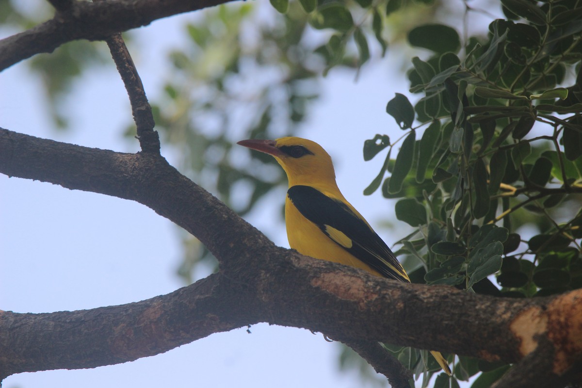Indian Golden Oriole - ML616357819