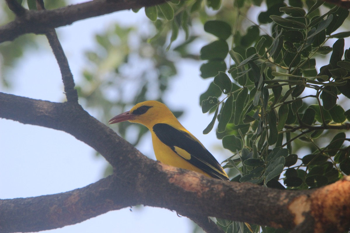 Indian Golden Oriole - ML616357820