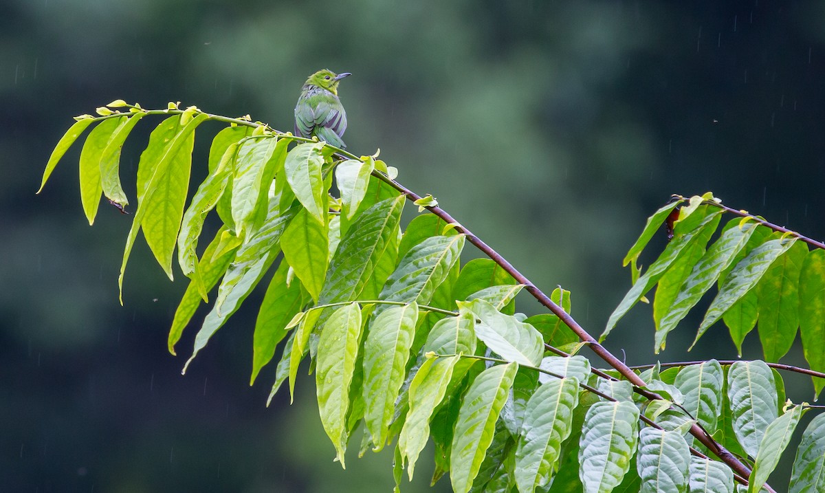 Lesser Green Leafbird - Brian Small
