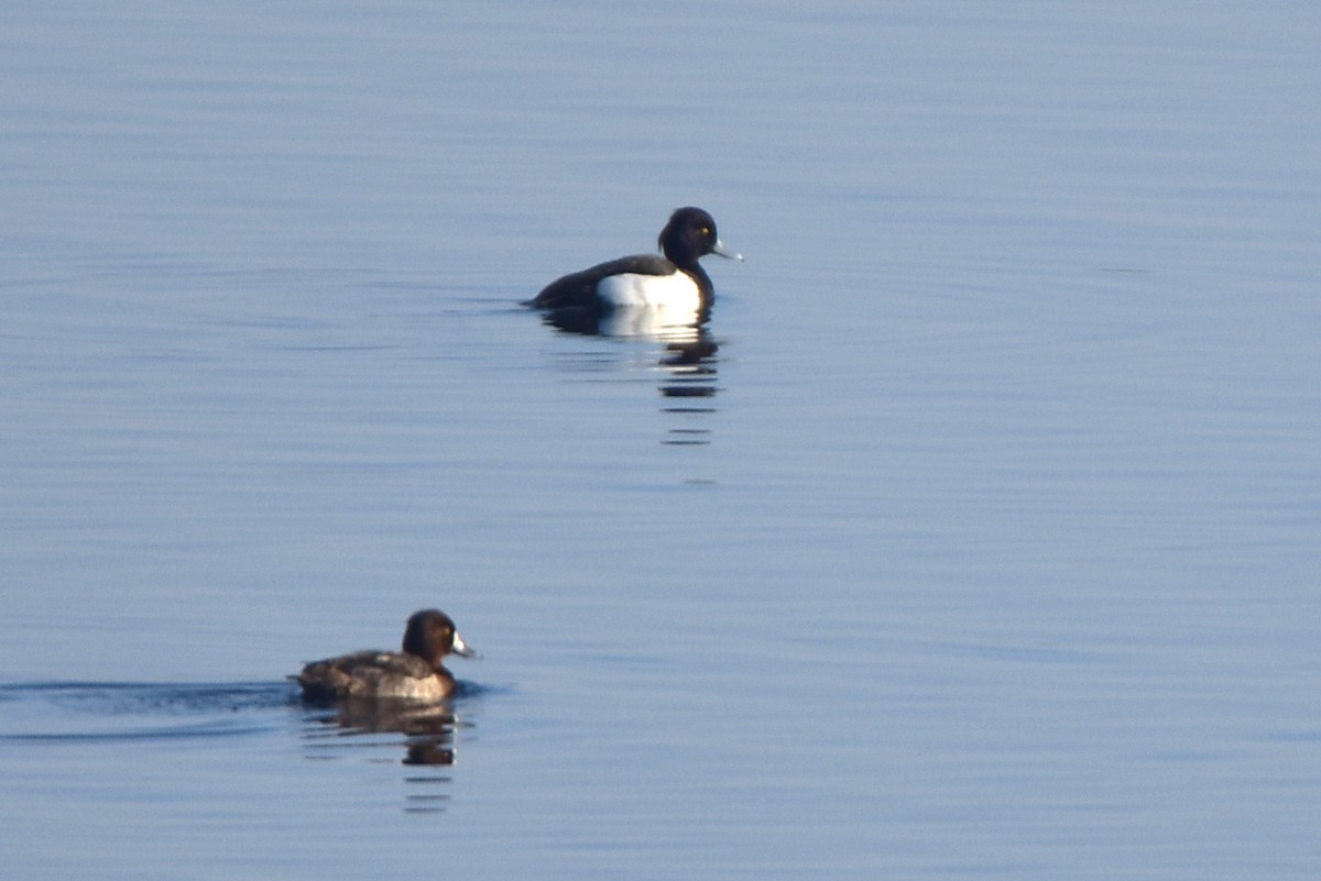 Tufted Duck - ML616357907