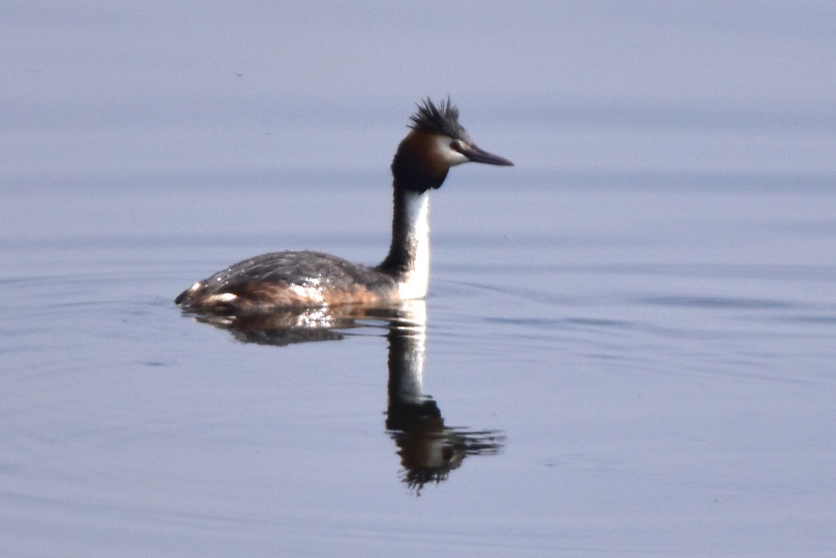 Great Crested Grebe - ML616357912