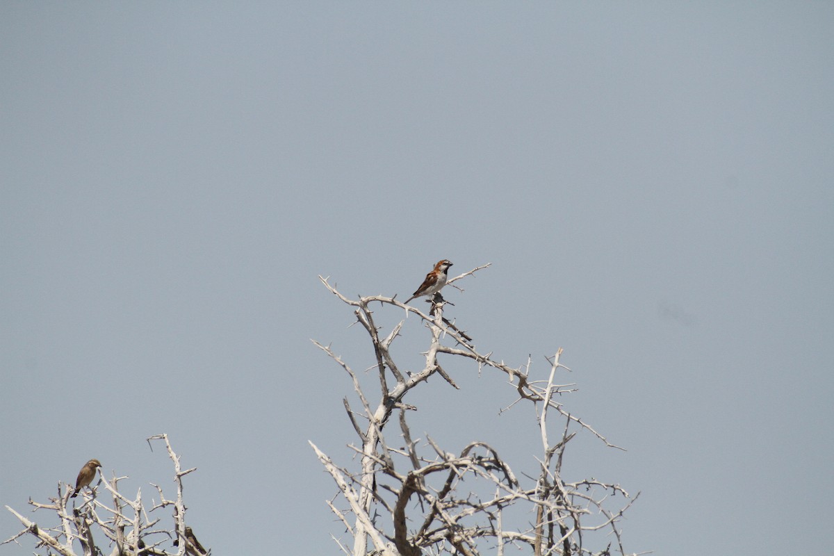 Great Rufous Sparrow - ML616357992