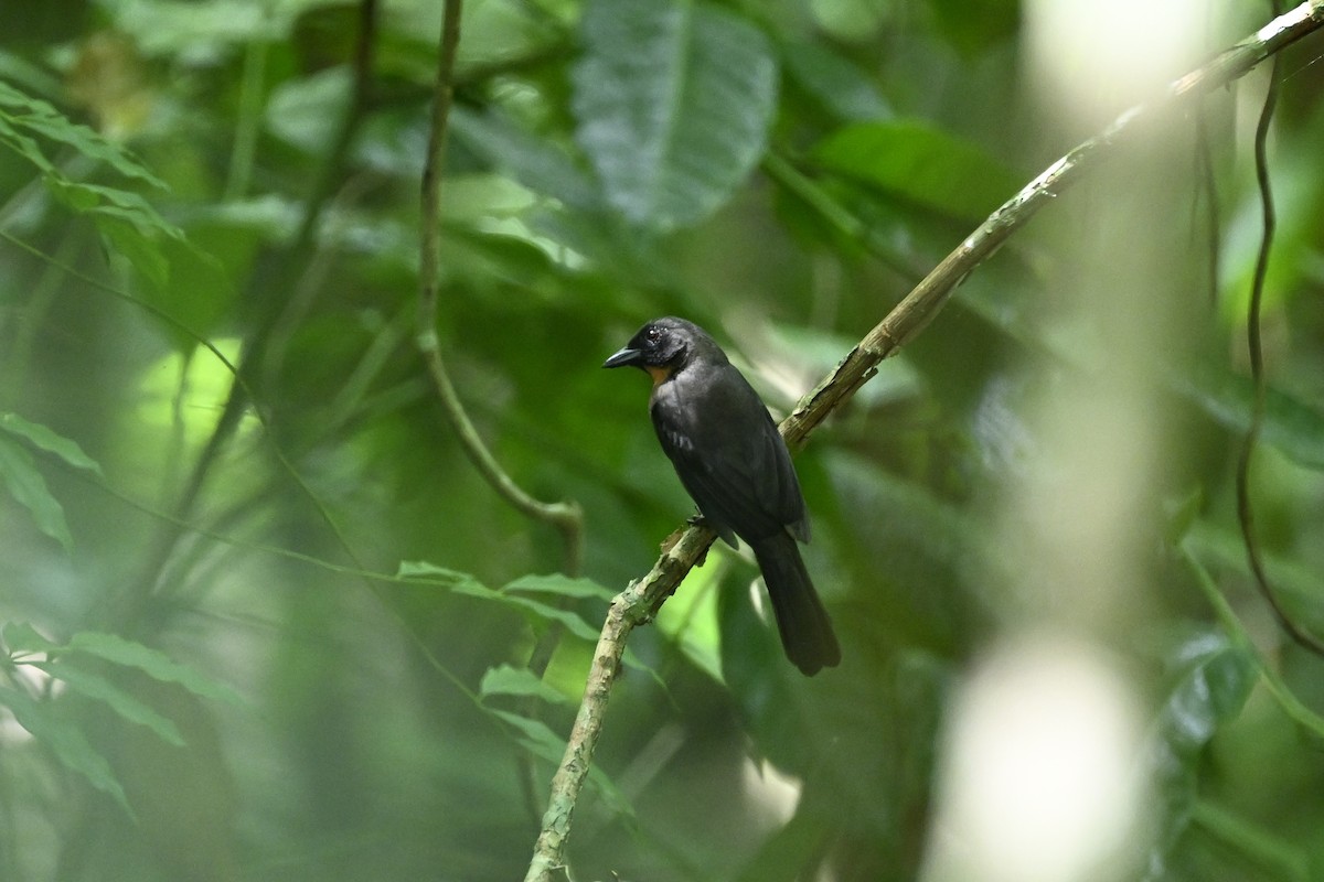 Black-cheeked Ant-Tanager - ML616358053