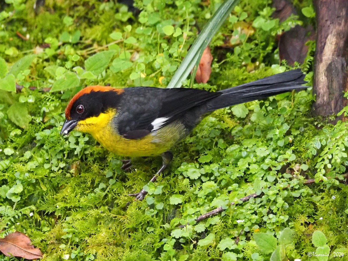 Yellow-breasted Brushfinch (Yellow-breasted) - ML616358124