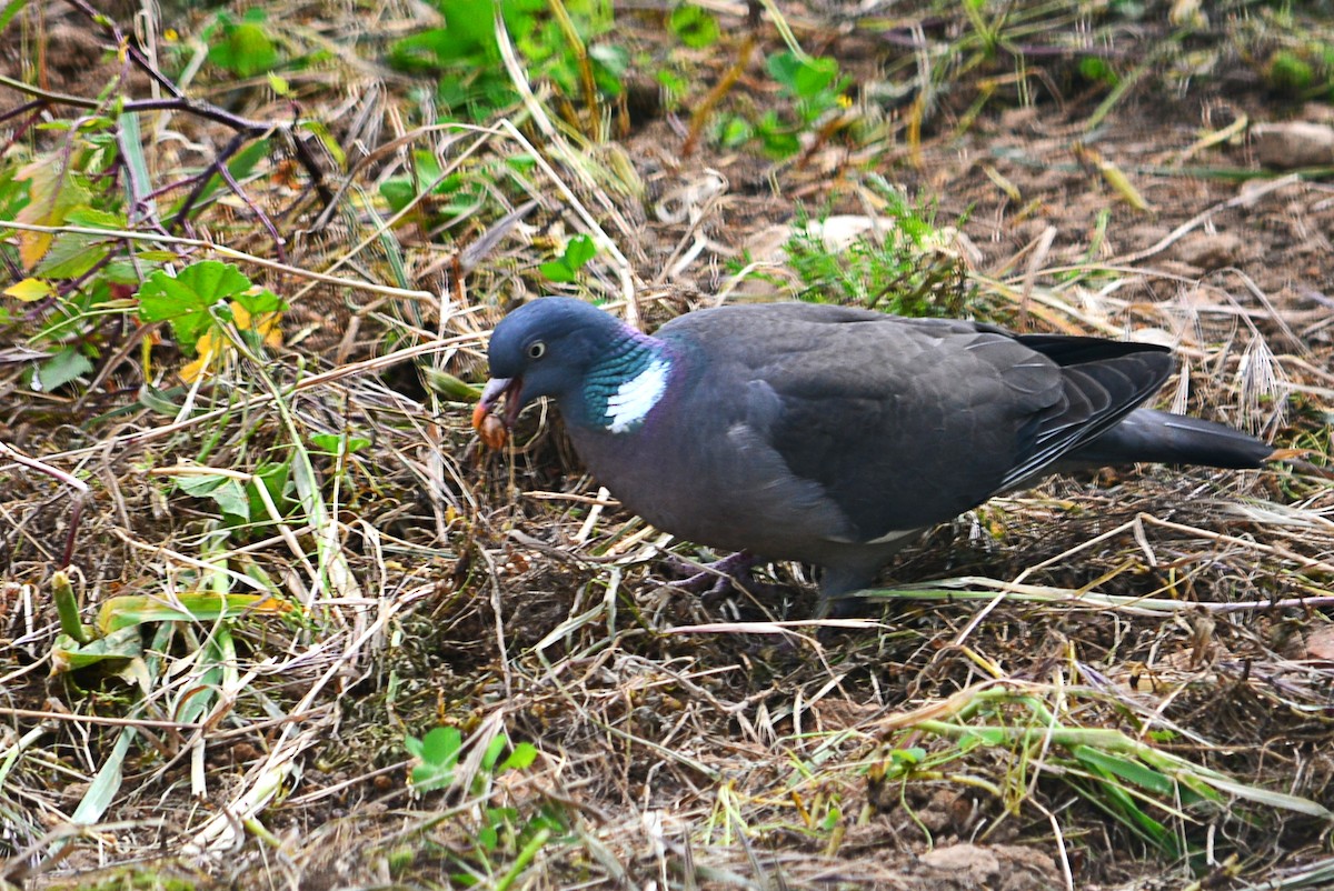 Common Wood-Pigeon - ML616358154
