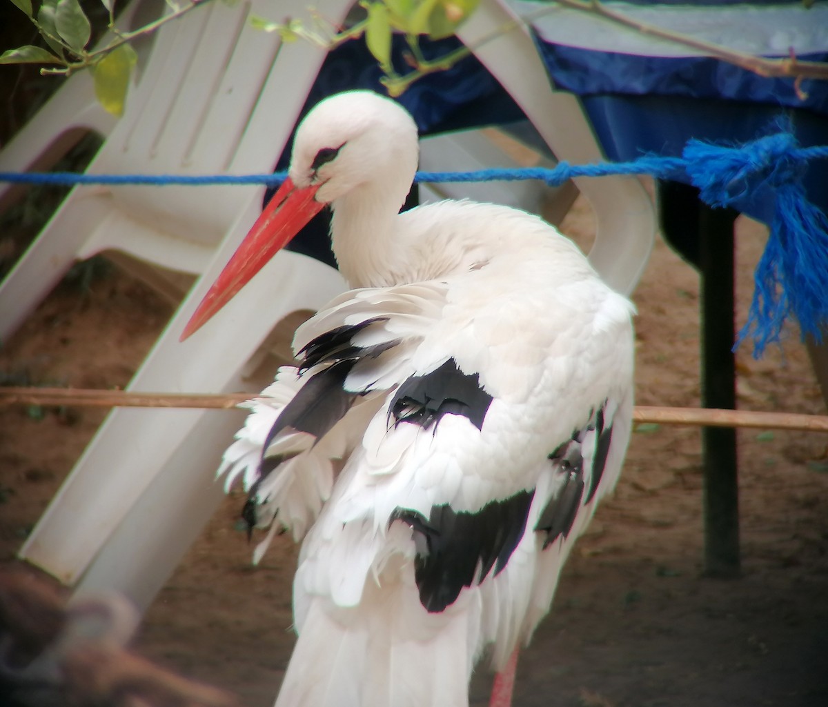 White Stork - ML616358224