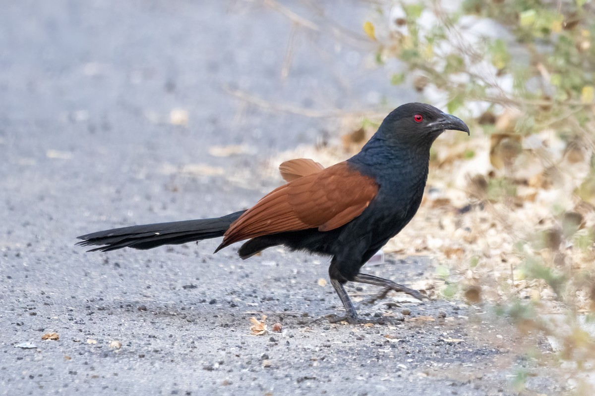 Greater Coucal - ML616358225