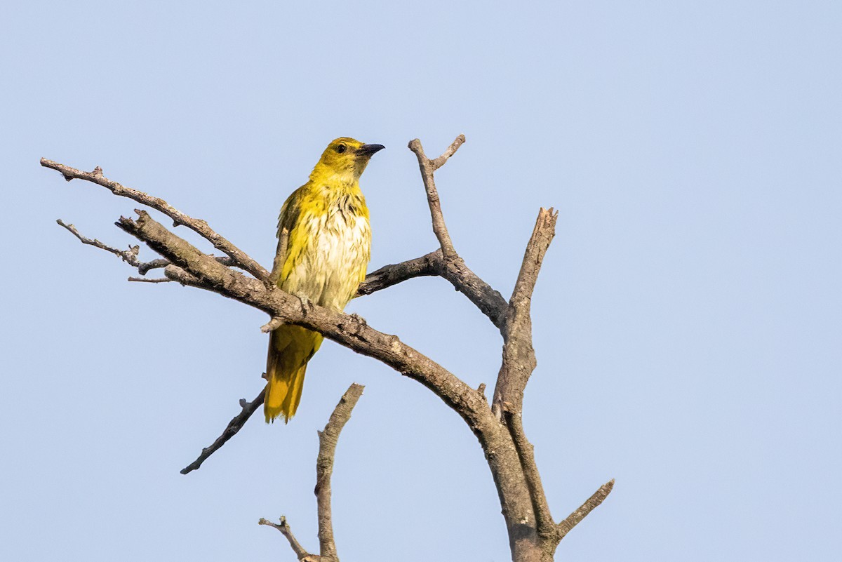 Indian Golden Oriole - ML616358262