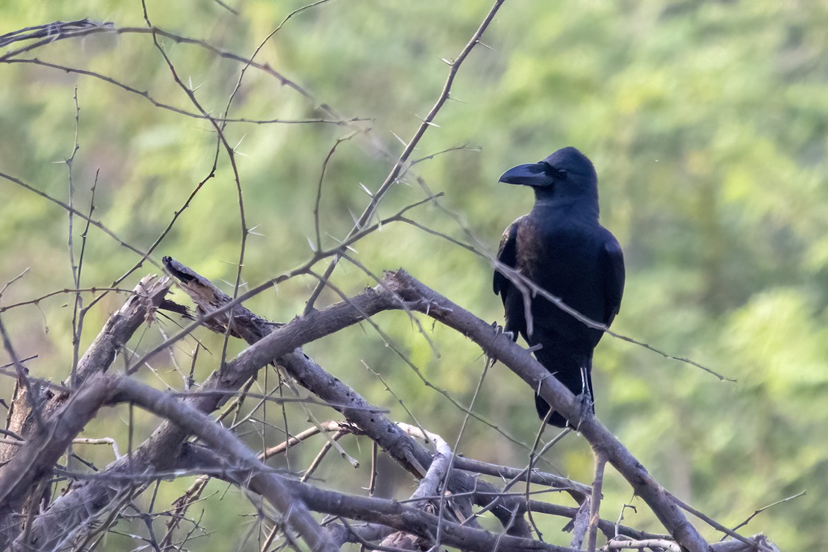 Large-billed Crow - Ravi Jesudas