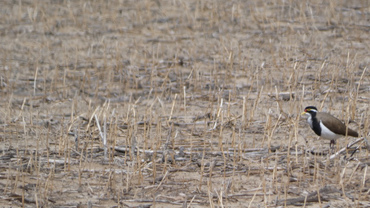 Чайка білогорла - ML616358381