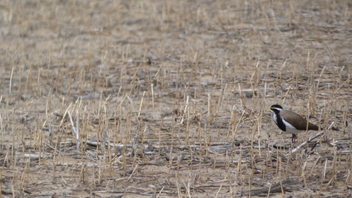 Чайка білогорла - ML616358382