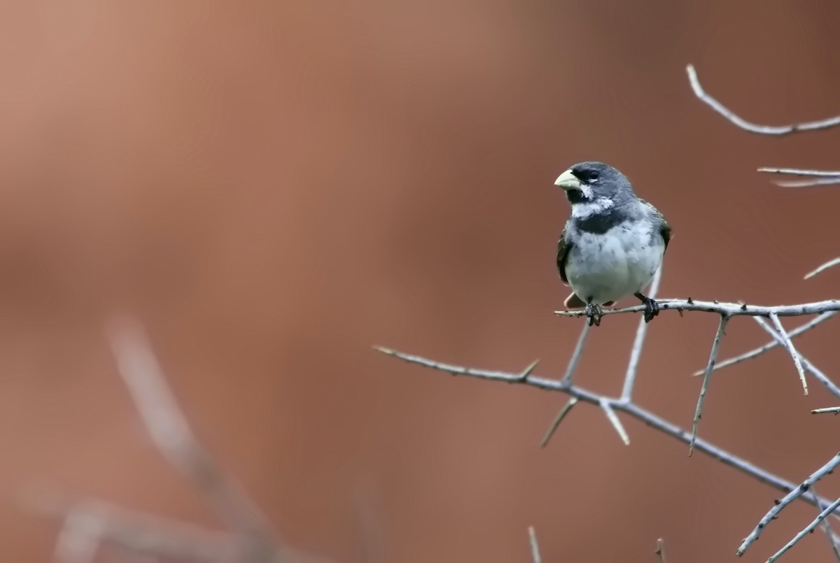 Double-collared Seedeater - ML616358425