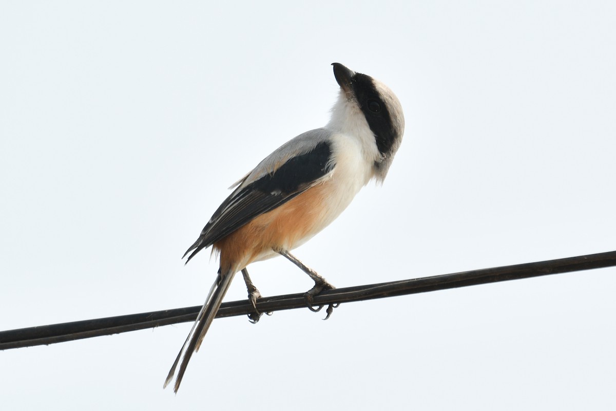 Long-tailed Shrike - ML616358436