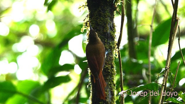 Spotted Woodcreeper - ML616358485