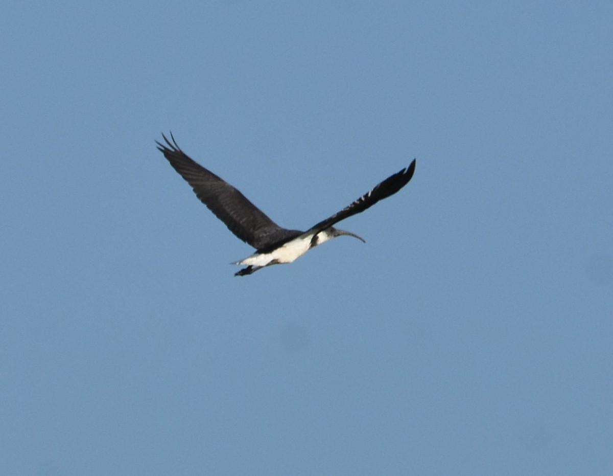 ibis slámokrký - ML616358499