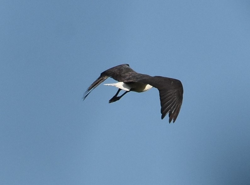 ibis slámokrký - ML616358501