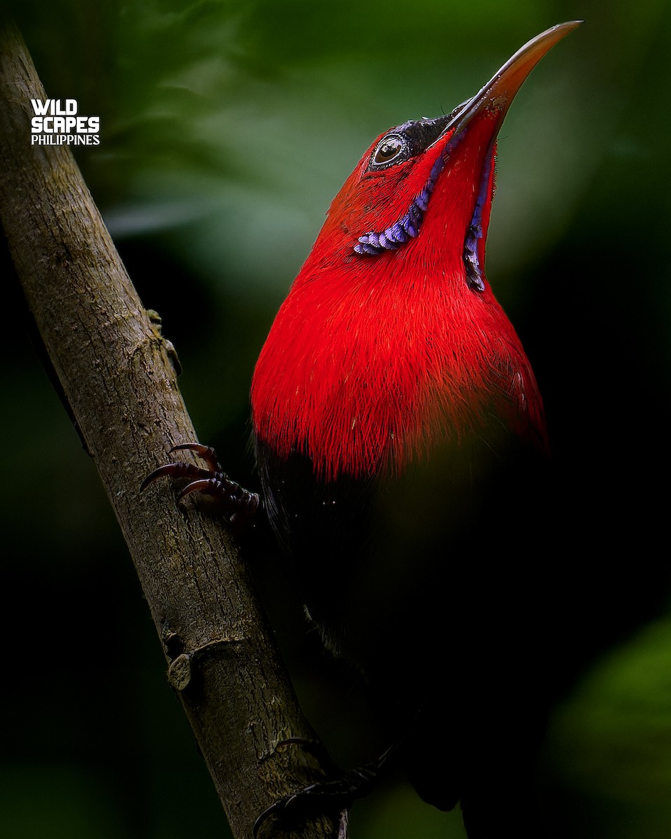 Magnificent Sunbird - Wildscapes Philippines